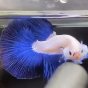 Halfmoon Blue Rim Bicolor-Premium Grade