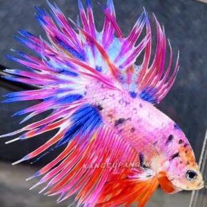 Crowntail candy purple-Premium Grade
