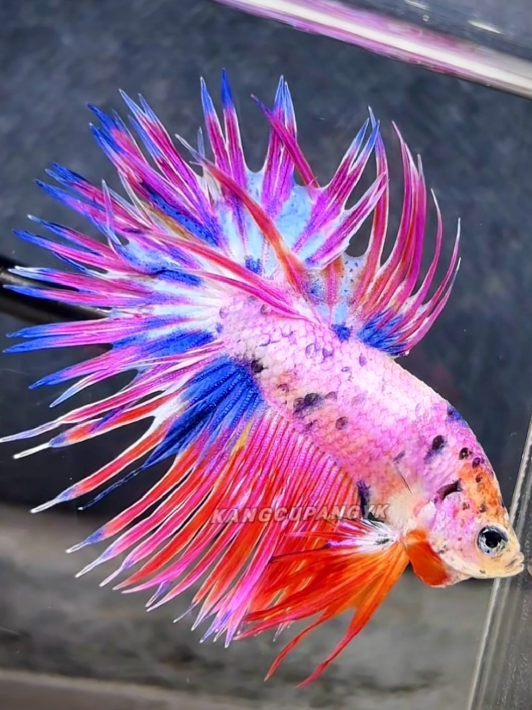 Crowntail candy purple-Premium Grade