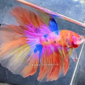 OHM candy yellow base multicolor-Premium Grade