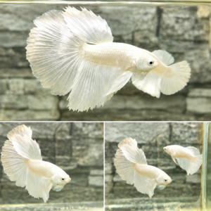 Halfmoon White Platinum-Premium Grade(Pair)