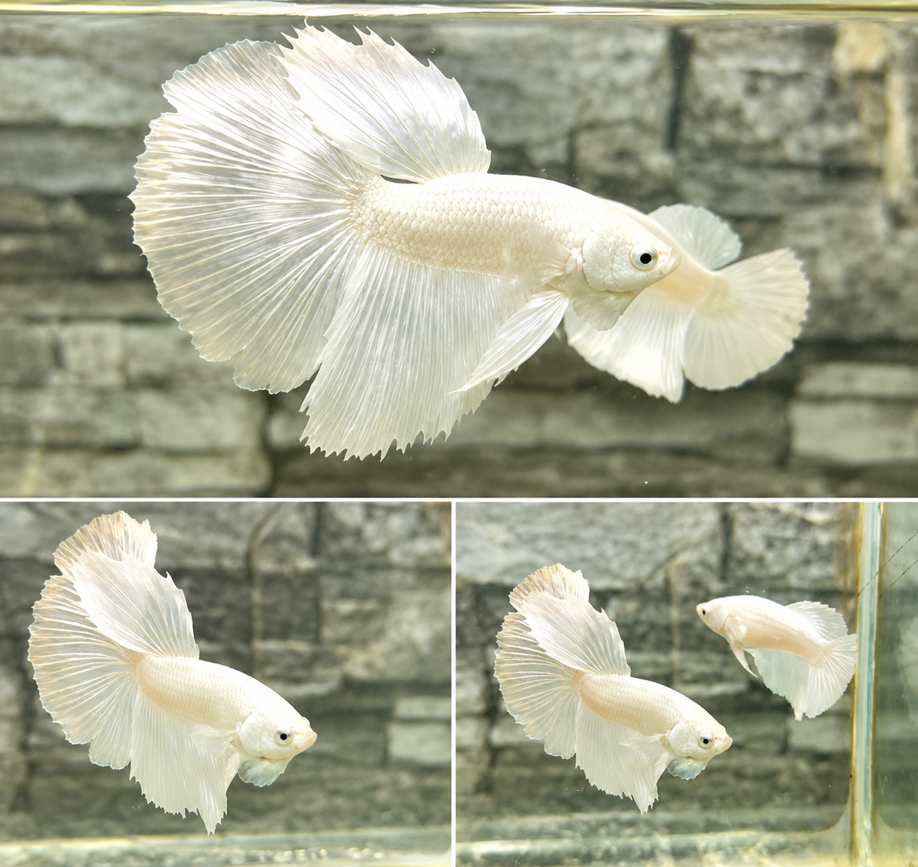 Halfmoon White Platinum-Premium Grade(Pair)