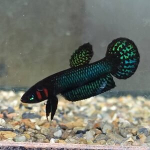 Betta Hendra- Premium Grade