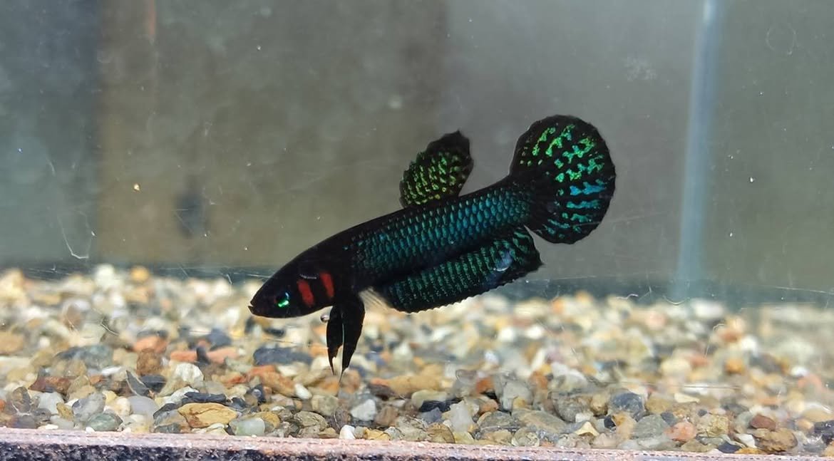 Betta Hendra- Premium Grade