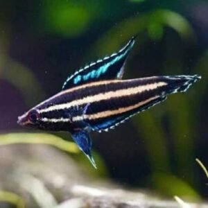 Wild Betta