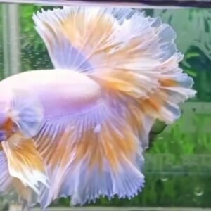 Betta Splendens