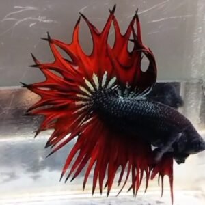 Halfmoon Rose Tail Butterfly-Premium Grade