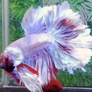 Halfmoon King Feather Tail-Premium Grade
