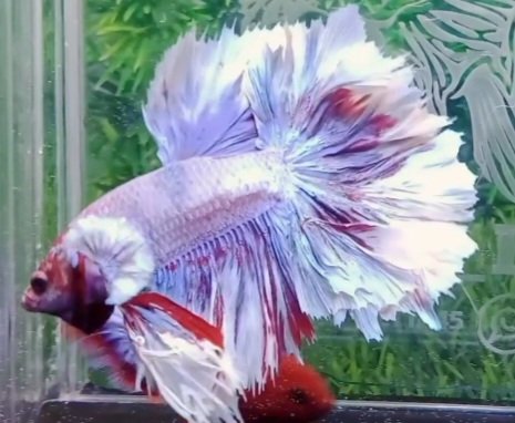 Halfmoon King Feather Tail-Premium Grade