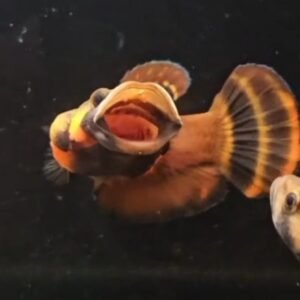 Betta macrostoma - Premium Grade