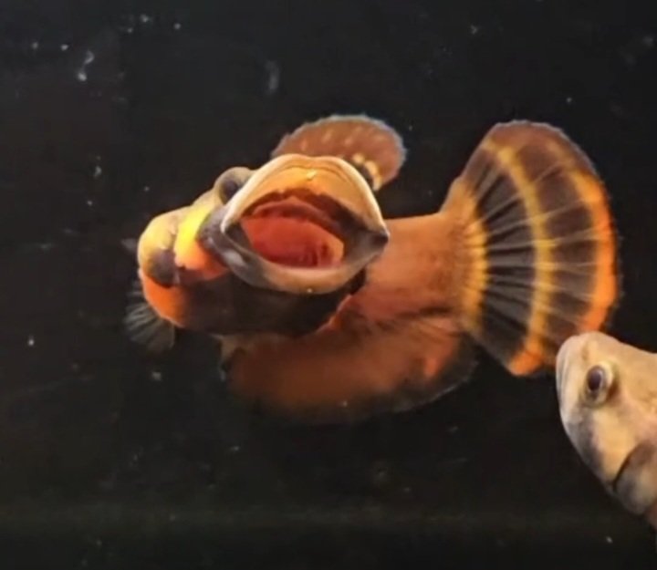 Betta macrostoma - Premium Grade