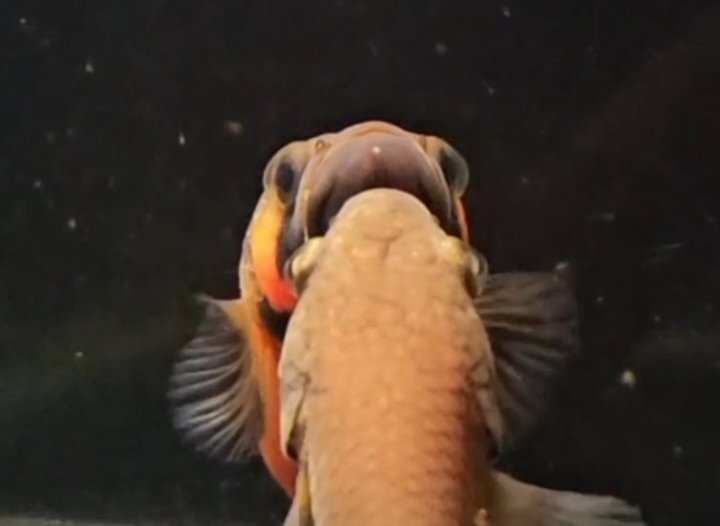 Betta macrostoma - Premium Grade - Image 3