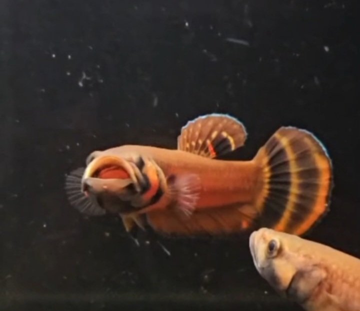 Betta macrostoma - Premium Grade - Image 2
