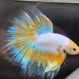 Halfmoon Yellow Fancy butterfly