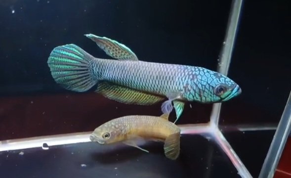 Betta Antuta - Premium Grade - Image 2