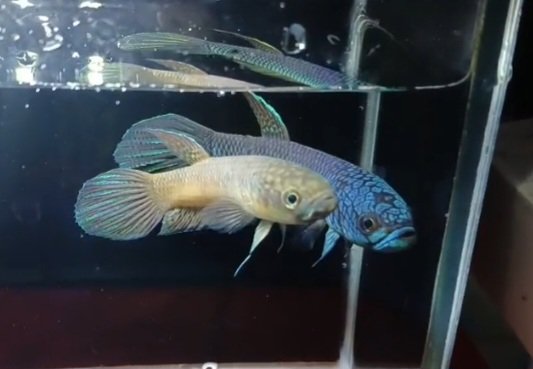Betta Antuta - Premium Grade - Image 4