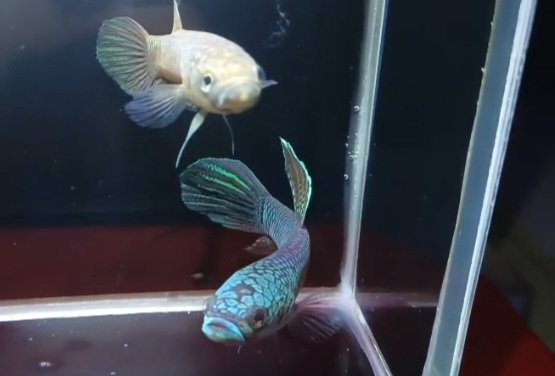 Betta Antuta - Premium Grade - Image 3