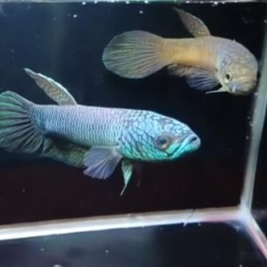 Betta Antuta - Premium Grade