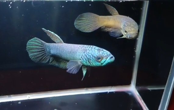 Betta Antuta - Premium Grade