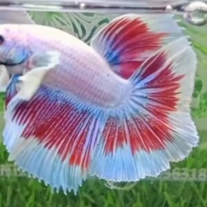 Halfmoon dumbo ear butterfly-Premium Grade