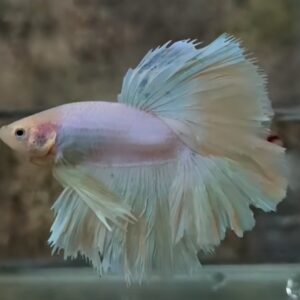 HM Rosetail Allicorn-Premium Grade