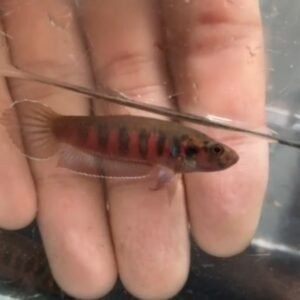 Betta Rubra- Premium Grade