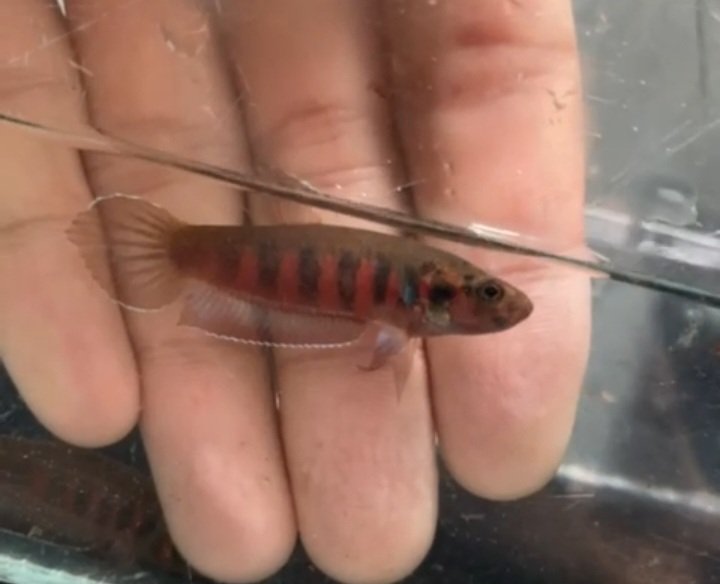 Betta Rubra- Premium Grade
