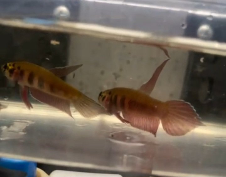 Betta Rubra- Premium Grade - Image 2