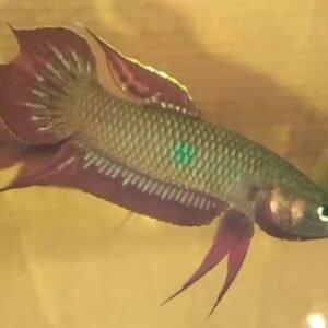 Betta Coccina- Premium Grade
