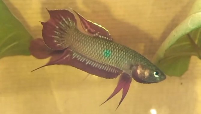 Betta Coccina- Premium Grade