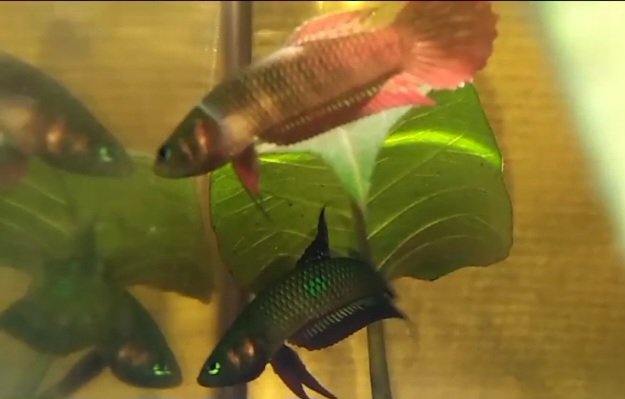 Betta Coccina- Premium Grade - Image 2
