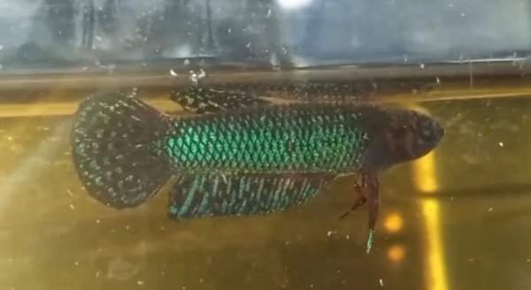 Betta Hendra- Premium Grade - Image 2