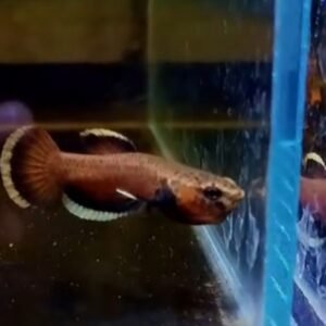 Betta Albimarginata- Premium Grade