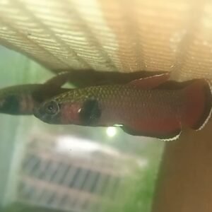 Betta Channoides- Premium Grade