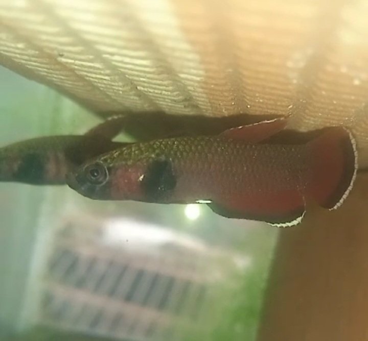 Betta Channoides- Premium Grade