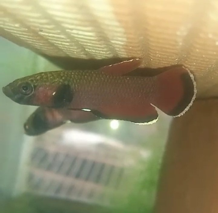 Betta Channoides- Premium Grade - Image 2
