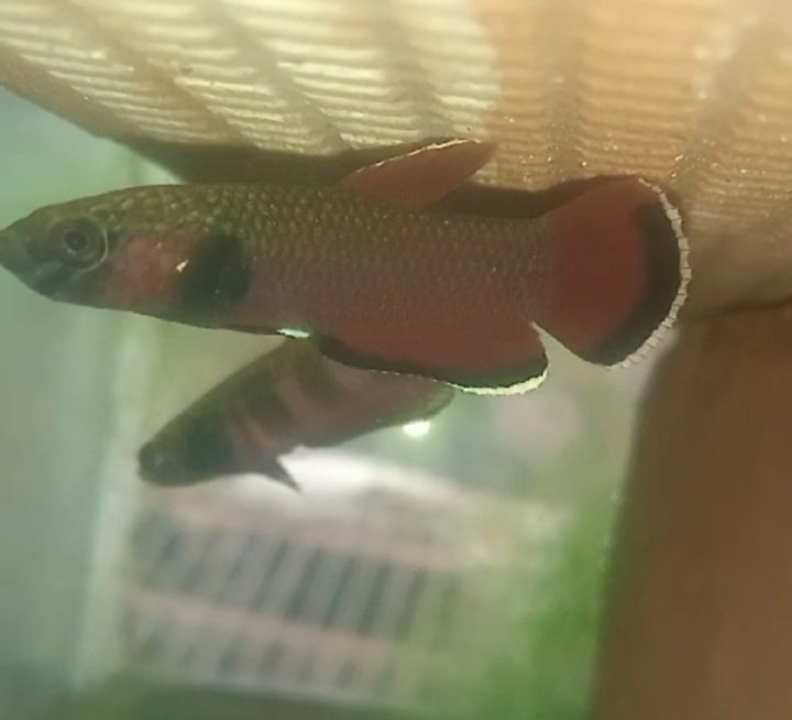 Betta Channoides- Premium Grade - Image 3