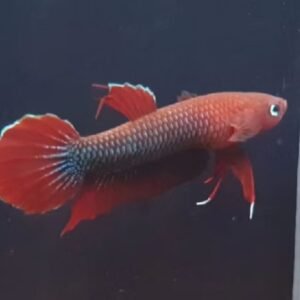 Betta SP Jade - Premium Grade