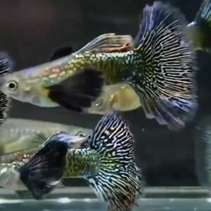 Guppy