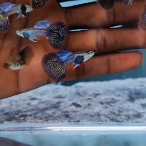 Purple Dragon Dumbo Ear Guppy - Premium Grade
