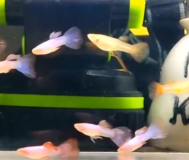 Albino Pink Magenta Guppy - Premium Grade - Image 3