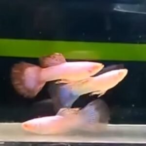 Albino Pink Magenta Guppy - Premium Grade