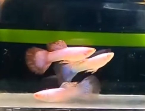 Albino Pink Magenta Guppy - Premium Grade