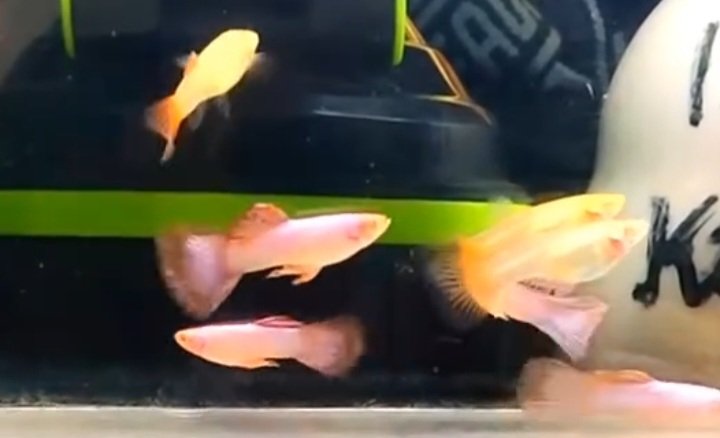 Albino Pink Magenta Guppy - Premium Grade - Image 2