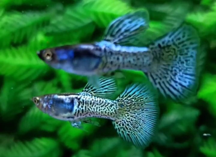 Metal Snakeskin Blue Lace Guppy - Premium Grade - Image 3