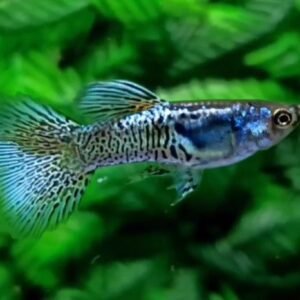 Metal Snakeskin Blue Lace Guppy - Premium Grade