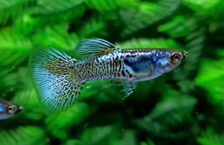 Metal Snakeskin Blue Lace Guppy - Premium Grade