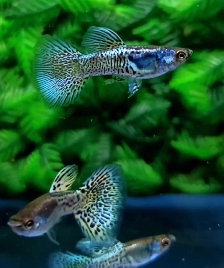 Metal Snakeskin Blue Lace Guppy - Premium Grade - Image 2