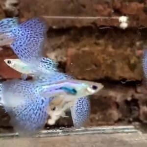 Purple Grass Guppy - Premium Grade
