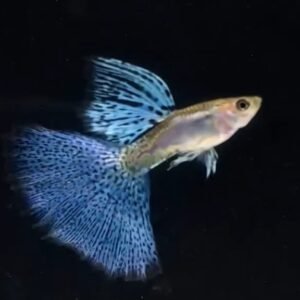 Blue Grass Guppy - Premium Grade